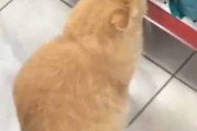 １匹のネコが店の中にいた。近づいてみる。これ買ってくれませんか？ → 猫はこうした…