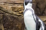 動物園のペンギンだけど質問ある？