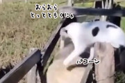 気合だ！気合だ！気合だ！羊たちにはっぱをかける牧羊猫