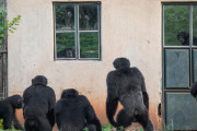 【画像】チンパンジーさん、自分たちが赤ん坊を殺した家族が住んでいた家にたむろする