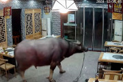 【動画】食肉処理場から逃げ出してきた水牛がレストランを襲撃！ 来店客を空中に吹っ飛ばしてしまう