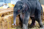 【画像】産まれたての子象がかわいすぎるｗｗｗｗｗ