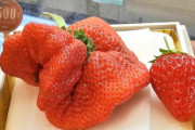 【画像】岐阜で一粒10万円超のクソデカイチゴが採れる。お前らの想像の10倍はグロい🍓