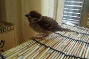 【朗報】スズメちゃんめちゃくちゃ可愛い（※画像あり）