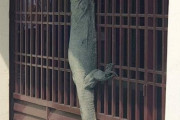 【驚愕】コモドドラゴン、門をよじのぼって家に入ってくることが判明・・・【画像有り】