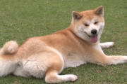 【海外の反応】日本の秋田犬が可愛すぎる