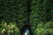 海外「深い森が美しい！森や山の中を走る列車は素晴らしいです！」列車が森から現れた幻想的な写真（海外の反応）