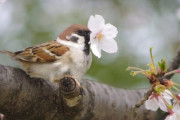 【話題】スズメには桜の花をちぎって落とす習性があった！その可愛すぎる「犯行の瞬間」がこちらｗｗ