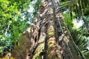 アマゾンで、過去の記録を上回る高さ88.5メートルの巨木が発見される（ブラジル）