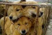 海外「ヒンドゥー教では牛は神聖なのに我々は食べている。中国人が犬を食べるのも同じことでは？」