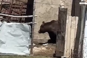 巨大なクマさんに追いかけられる人たちの動画。怖すぎ(@_@;)