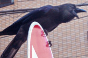 【日本人】今、カラスの刺し身がアツイｗｗｗｗｗ