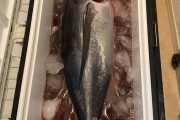 【画像】巨大アジが釣れたｗｗｗ