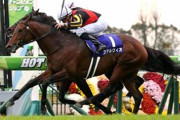 引退ステルヴィオ乗馬から一転アロースタッドで種牡馬入りへ