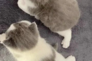 猫がまたたびを好きな理由が判明！  [5/4]