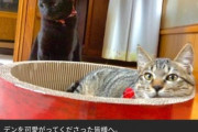 【朗報】タイピー日記さん、保護した子猫が死んだ一週間後にまた新しく猫を保護する