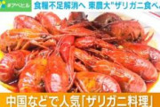 コオロギのライバル？ 低コスト・高タンパクのザリガニを東京農大が“激推し”