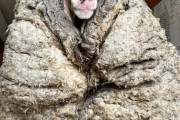 【悲報】めっちゃモサモサな羊が保護される(なんJ民が想像してるより5倍モサモサ)