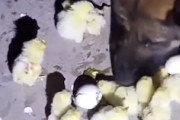 【動画】生まれたてのヒヨコを次々と食べるジャーマンシェパード。