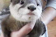 カワウソの国際取引、賛成多数で禁止へ（日本は反対） 日本が輸入しまくってるせいで