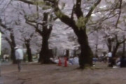8ミリフィルムで撮った2022年の桜がノスタルジー
