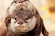 カワウソさん、水族館でHを始めてしまう