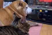 【朗報】イッヌ、ストーブでぬくぬく