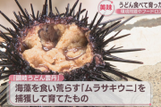 うどんをだけを食べて育ったウニ「讃岐うどん雲丹」が誕生