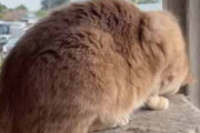 うちの猫がキャットタワーの上にいた。背中を撫でてみる → 猫はこうなった…