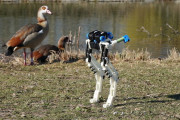 チョコボ型ロボット！？走る鳥を参考に逆関節の脚部を開発！
