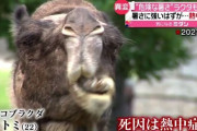 【社会】 危険な“暑さ”で…　“暑さに強い”ヒトコブラクダが“熱中症”で死亡　愛知県