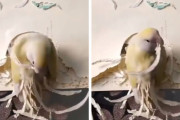 「世界で一番きれいな鳥は…わたし♪」自分に飾りつけをするインコにビックリ