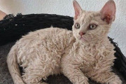 くるくるヘアで人懐こい。羊みたいな巻き毛の猫に関する海外の反応