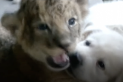 母ライオンに捨てられた子供をゴールデンレトリーバーが育てるワン！！