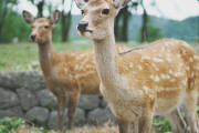 韓国人「日本の奈良公園、鹿の近況を見てみよう」「マジ怖い…」