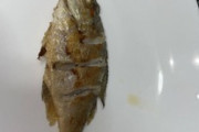 ワイが近所の漁港で釣った魚、焼き上がる（※画像あり）