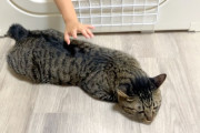 今週の乃木中さくちゃま回が1日で75万回再生されてるんだけど