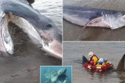 巨大ウバザメ、イギリスの海岸に漂着　専門家らが懸命な救助活動を行うも・・・