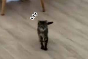 子ネコがちょこんと床にいた。あ、来たぁ～！ → 犬と鬼ごっこをしているようです…