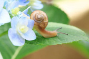 【悲報】カタツムリ、消える・・・