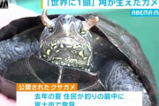 【画像】突然変異か？ツノのあるカメが発見される！！