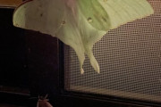 【閲覧注意】ワイ、玄関のクソデカい虫に震え帰宅できず…