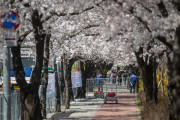 【日帝残滓】 桜に積もった歴史のほこり、韓国の花「王桜」で取り払おう　「100年桜の歴史清算」大長征が始まった
