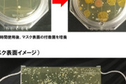 【悲報】マスク、雑菌の温床だった