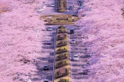 海外「スマホの壁紙にしたわ」 静岡県の桜並木道のピンク一色風景が、まるでアニメの世界！　海外の反応