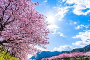 彡(ﾟ)(ﾟ)「旅館の窓から見える日本の桜綺麗やなぁ...せや！」