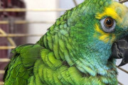 ポテチが好物のインコさん、飛ぼうとすると床に落下する超肥満ボディになってしまう...
