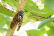 【悲報】セミさん、マジで絶滅する←これｗｗｗｗｗ