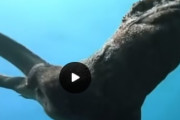 海外「ゴジラだ！」イグアナが優雅に水中を泳ぐ映像が海外で話題に