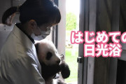 赤ちゃんパンダの「初めて日光浴」の動画が死ぬほどかわいい